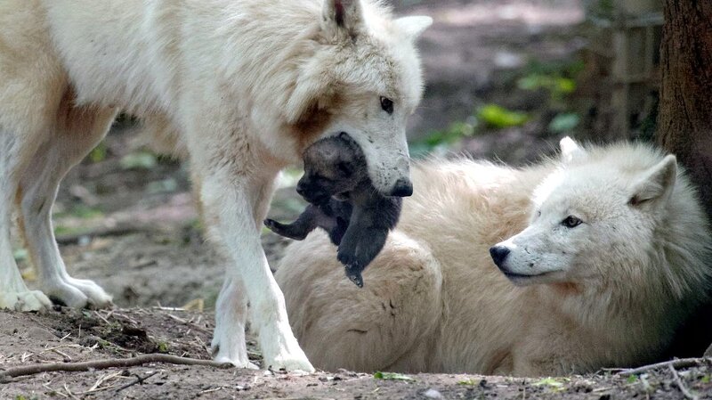 White Wolf with Pup — Natural