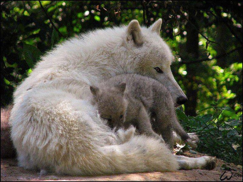White Wolf with Pup — Serene, Afternoon