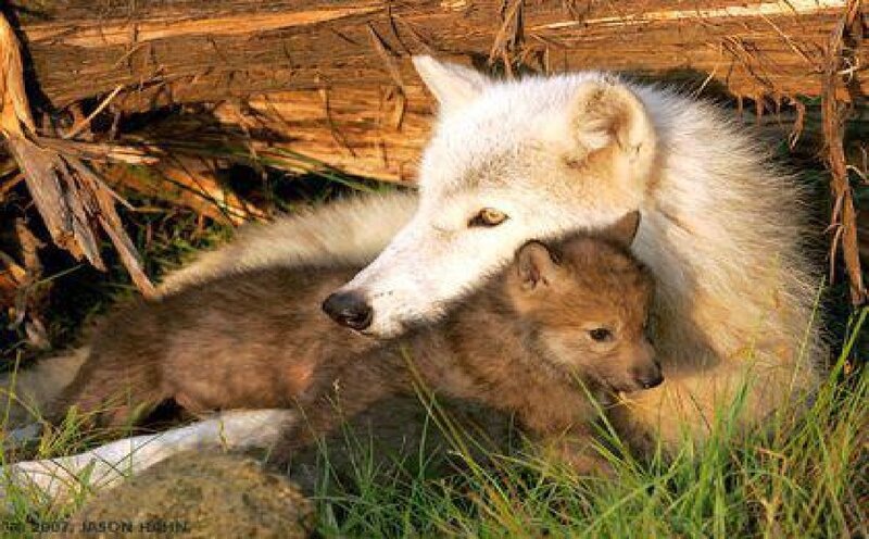 White Wolf with Pup — Serene