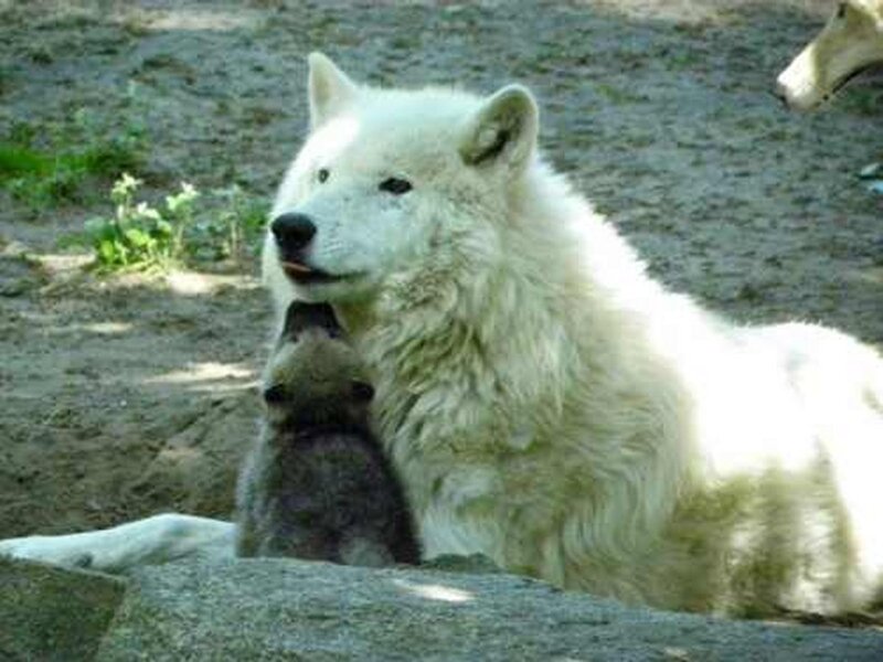 White Wolf with Pup