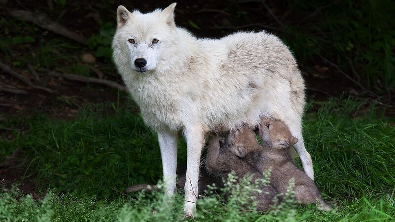 White Wolf with Pups — Natural, Night