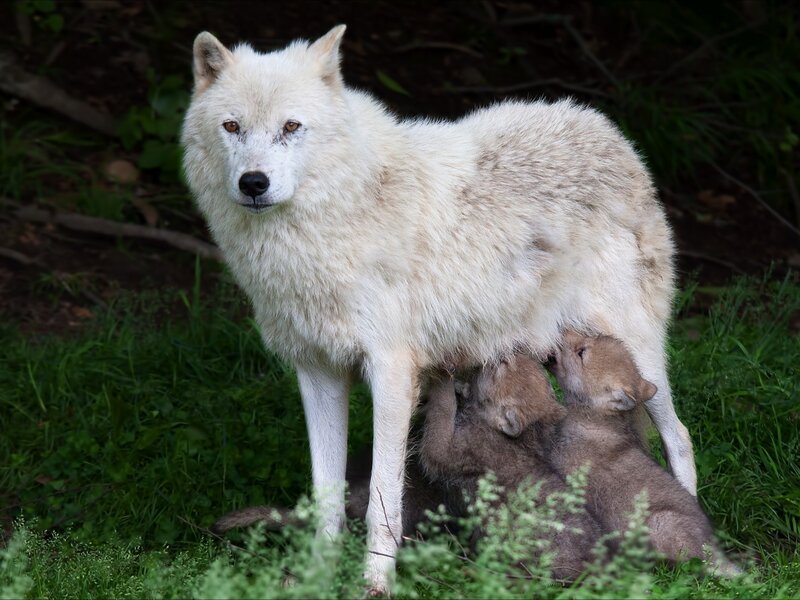White Wolf with Pups — Natural