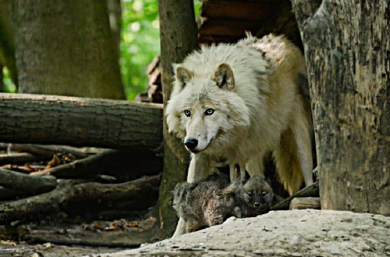 White Wolf with Pups