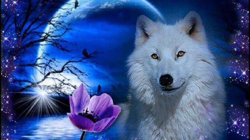 White Wolf with Purple Flower — Blue