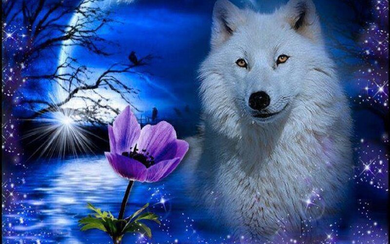 White Wolf with Purple Flower