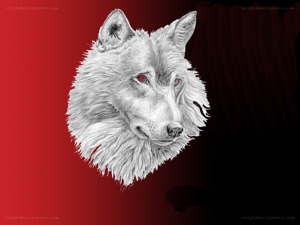 white wolf with red eyes