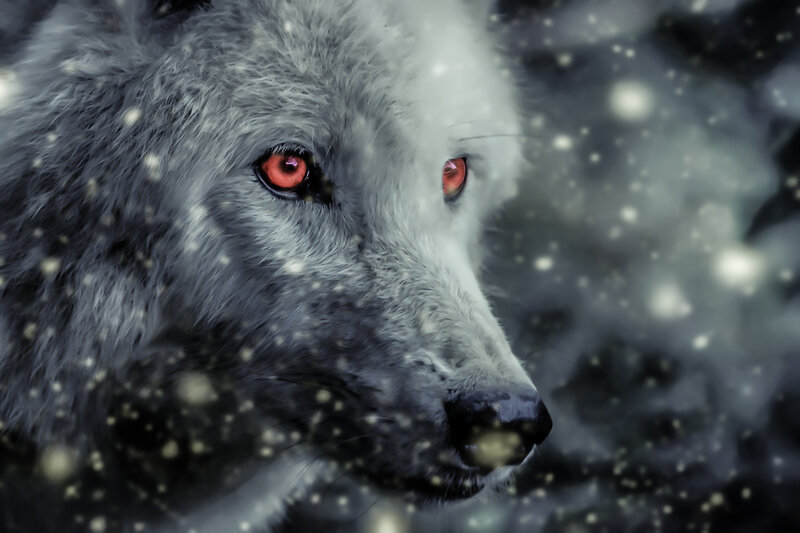 White Wolf with Red Eyes — Gray