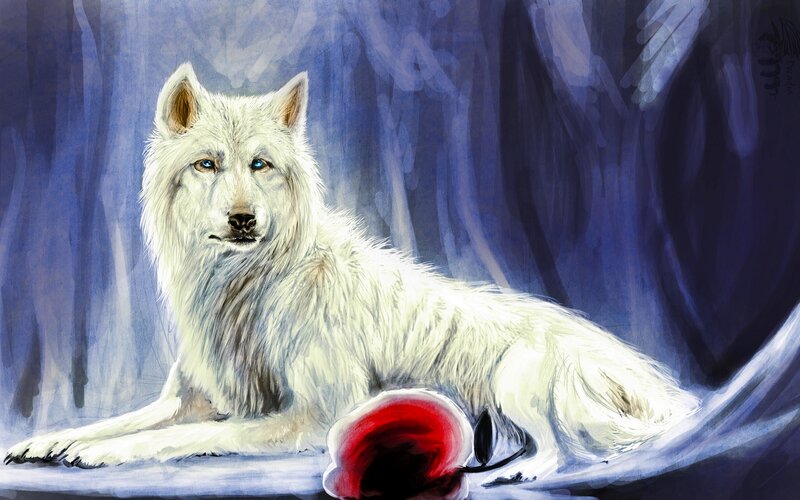 White Wolf with Red Rose — Dramatic