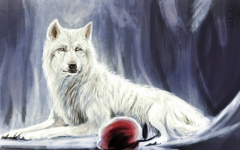 White wolf with red rose