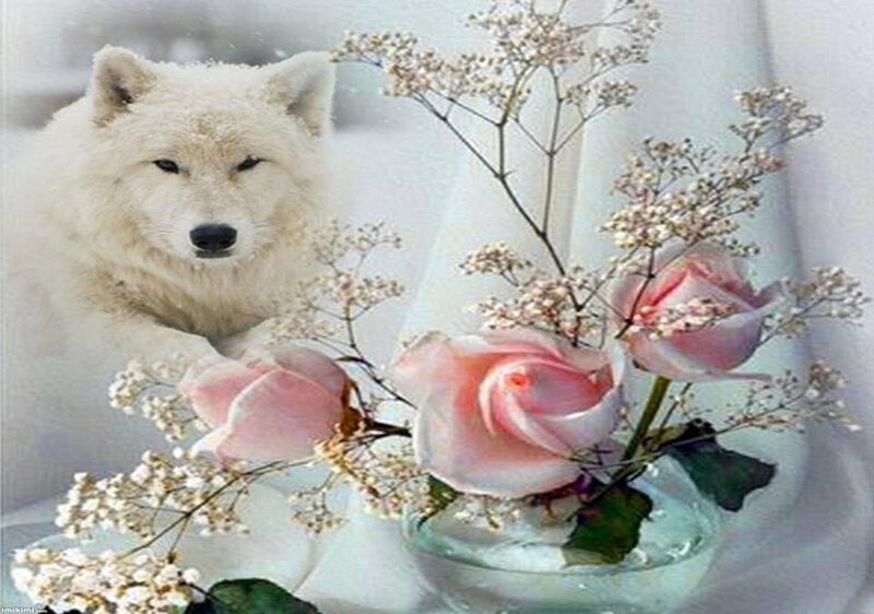 White Wolf with Roses