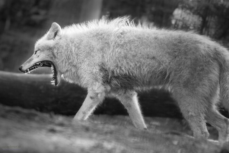 White Wolf Yawning — Black