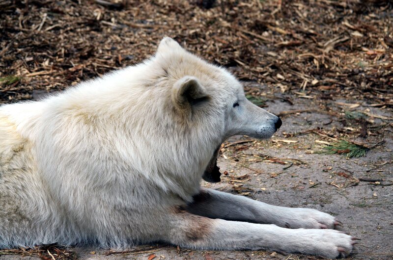 White Wolf Yawning — Calm