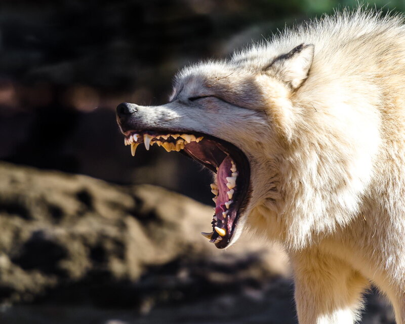 White Wolf Yawning — Natural, Afternoon
