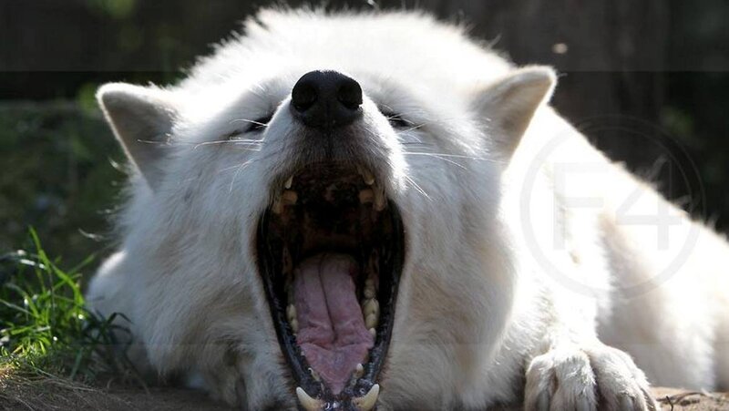 White Wolf Yawning — Natural