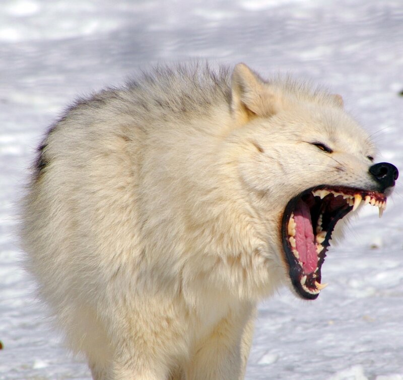White Wolf Yawning