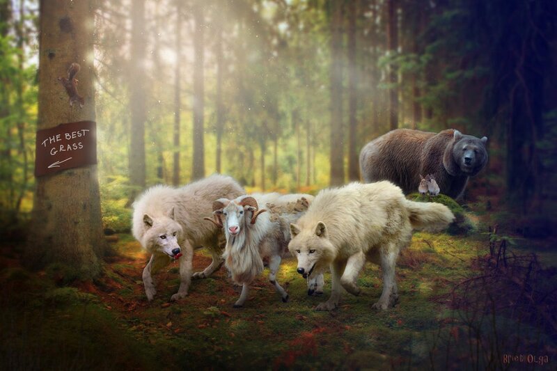 White Wolves and Goat