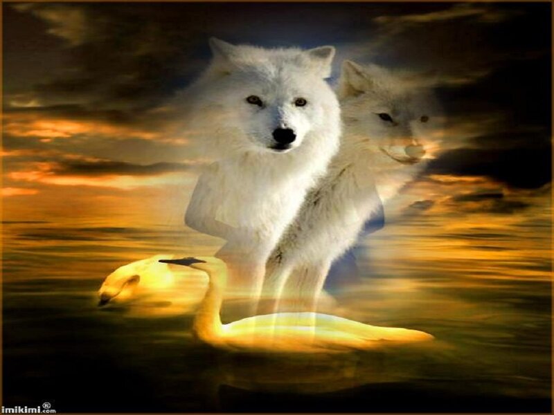White Wolves and Swans