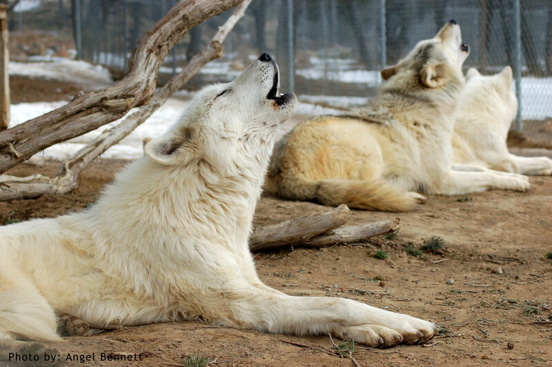 White Wolves Howling — Calm