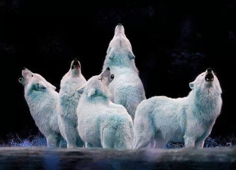 White Wolves Howling — Dramatic, Night, Photograph