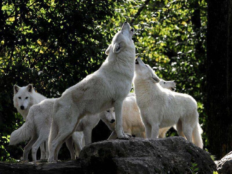 White Wolves Howling — Natural, Afternoon