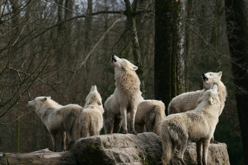 White Wolves Howling — Natural