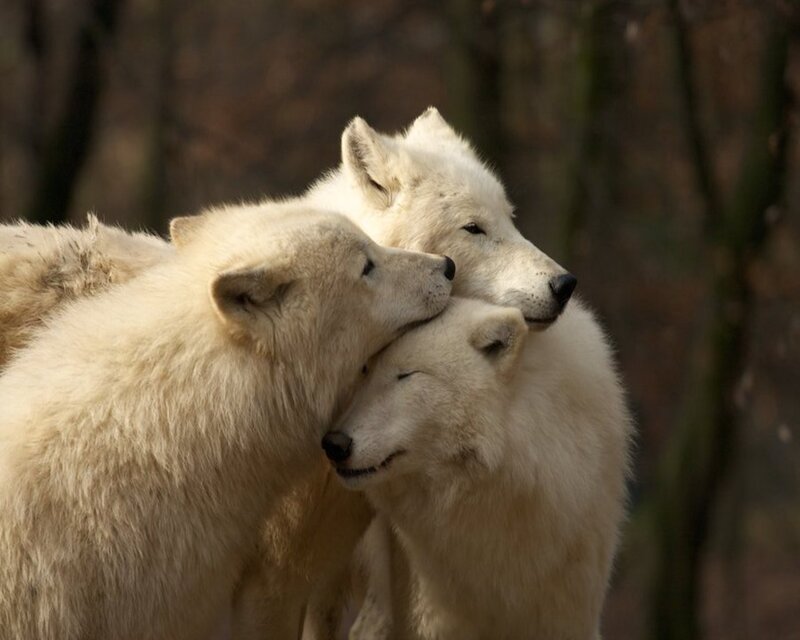 White Wolves Huddling — Calm