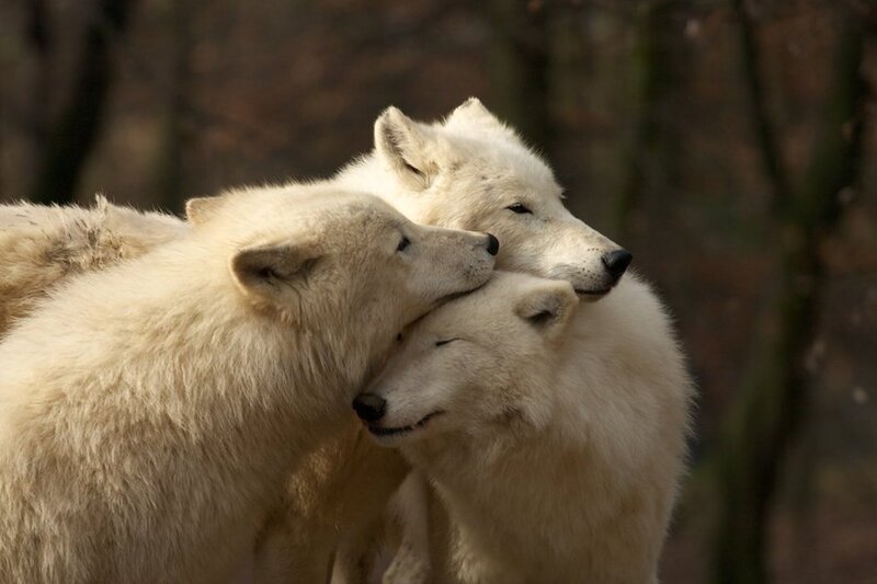White Wolves Hugging