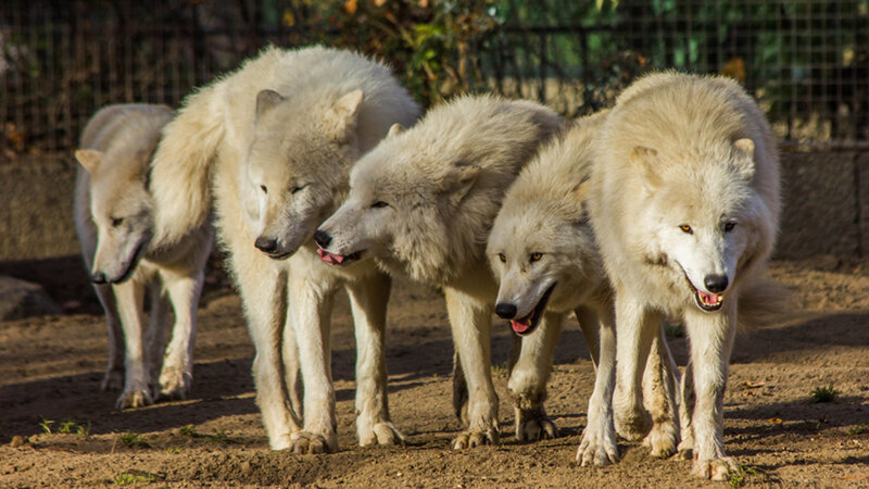 White Wolves in Enclosure — Alert, Afternoon