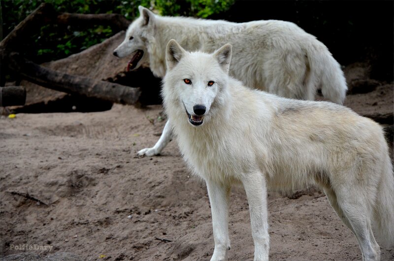 White Wolves in Enclosure — Alert