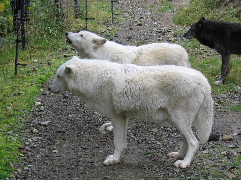 White Wolves in Enclosure — Natural