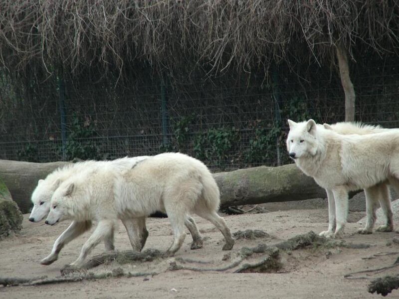 White Wolves in Enclosure — Neutral