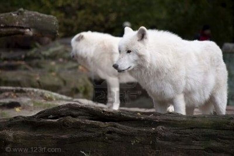 White Wolves in Enclosure