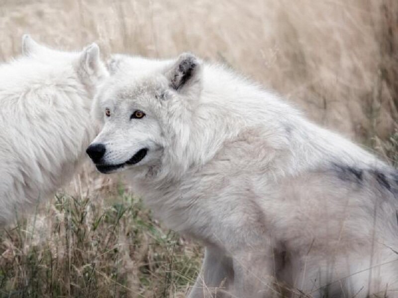 White Wolves in Field