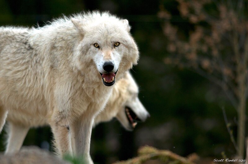 White Wolves in Forest — Alert, Photograph, Trees