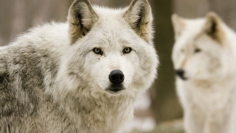 White Wolves in Forest — Alert, Winter, Photograph