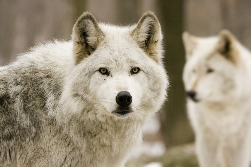 White Wolves in Forest — Alert, Winter, Photograph, Trees
