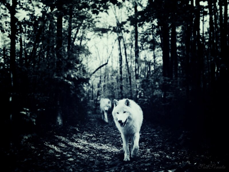 White Wolves in Forest — Black, Dark