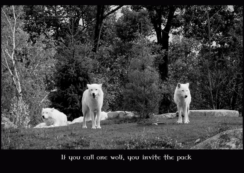 White Wolves in Forest — Black
