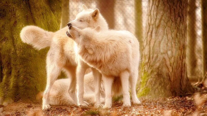 White Wolves in Forest — Brown