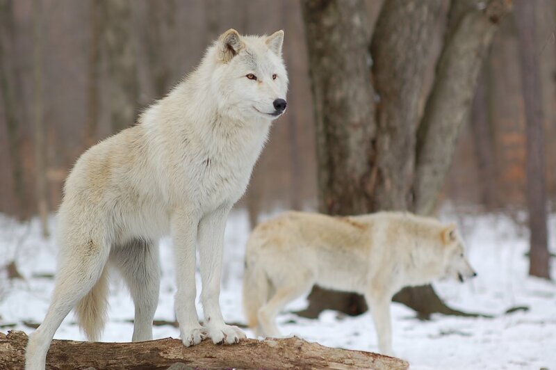 White Wolves in Forest — Calm, Winter