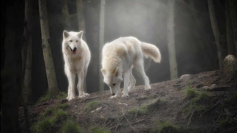 White Wolves in Forest — Dramatic, Night