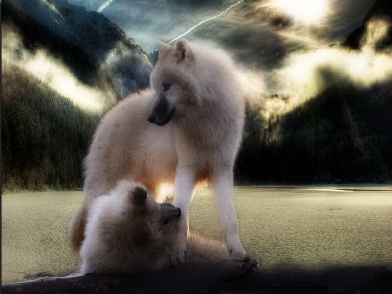 White Wolves in Forest — Dramatic