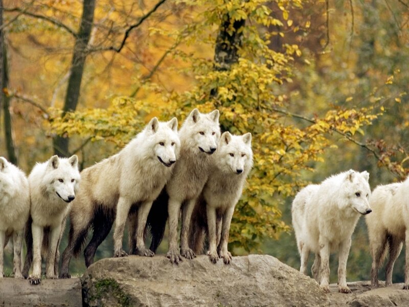White Wolves in Forest — Natural, Autumn, Photograph
