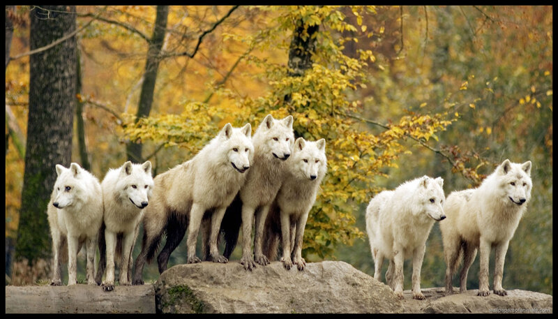 White Wolves in Forest — Natural, Autumn