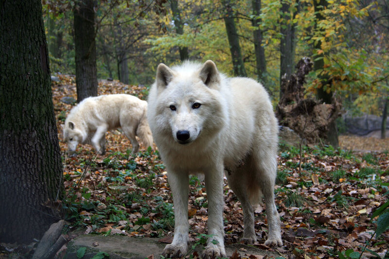 White Wolves in Forest — Natural