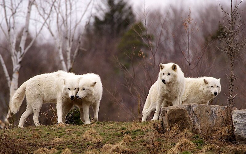 White Wolves in Forest — Natural, Winter