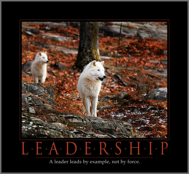 White Wolves in Forest — Serious