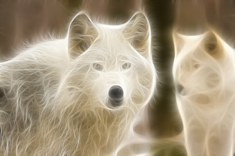 white wolves in forest