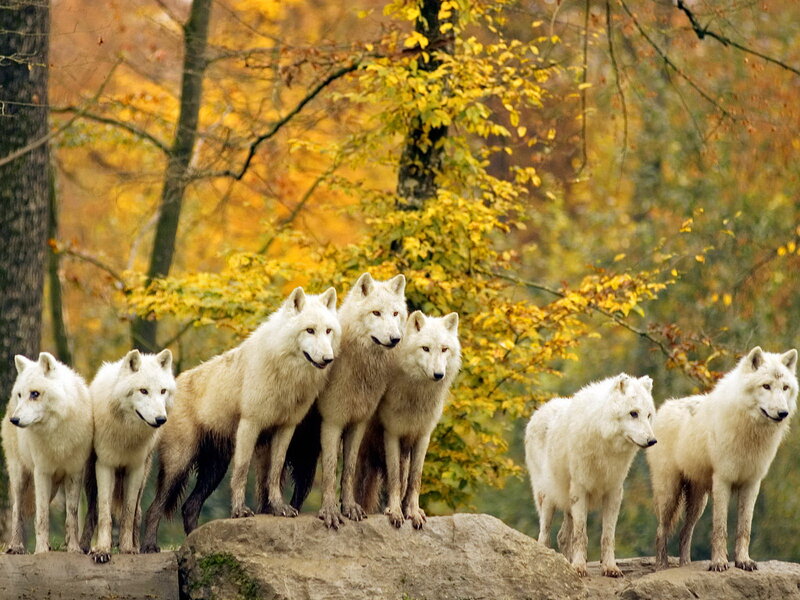 White Wolves in Forest — Yellow, Natural, Autumn