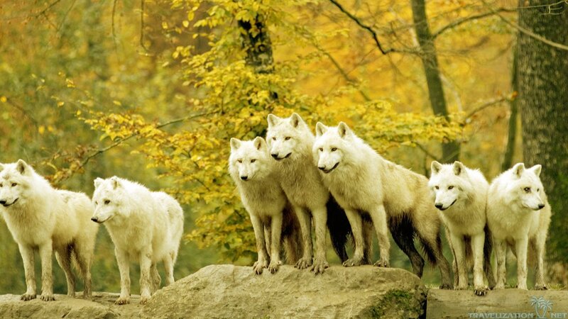 White Wolves in Forest — Yellow, Natural